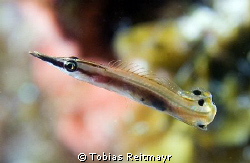 Tiny Arrow Blenny with its weirdly bend caudal fin, Big R... by Tobias Reitmayr 
